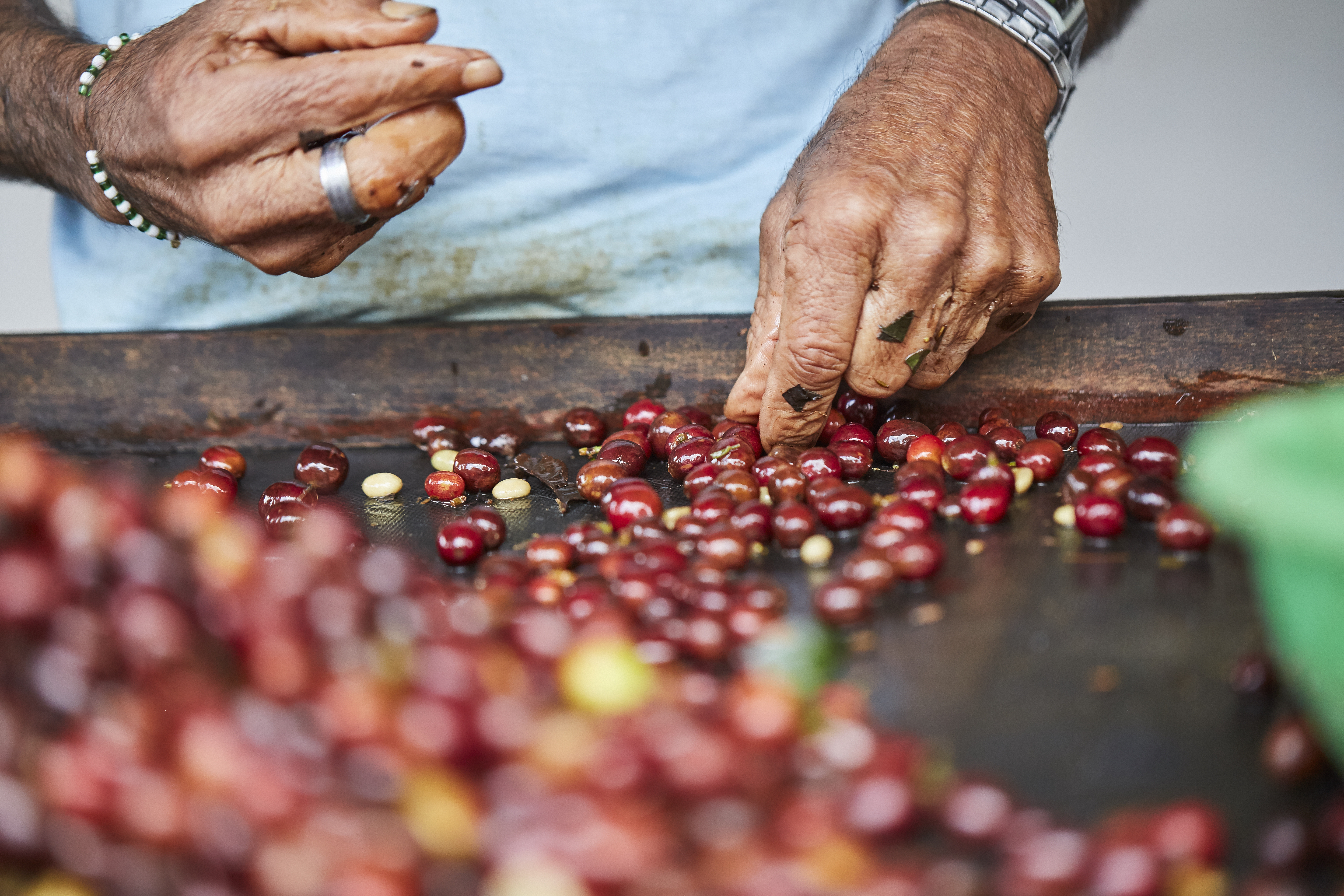 Seorang petani sedang memisahkan biji kopi dari buah-buahan merah di atas meja kayu./
