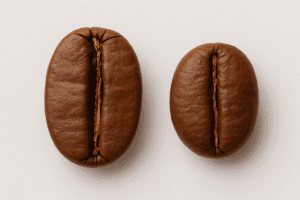 Perbedaan bentuk biji Arabika dan Robusta, Arabika lebih besar.