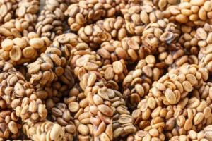 Biji Kopi hasil fermentasi lambung Luwak menjadi Kopi Luwak