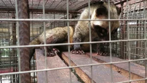 peternakan-musang-dok-people-for-the-ethical-treatment-of-animals-peta-11