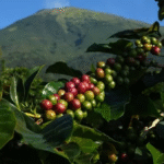 Kopi Indonesia dan Pegunungan Vulkanik